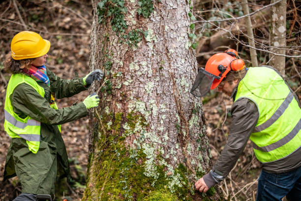 Reliable Cassville, MO Tree Care Solutions